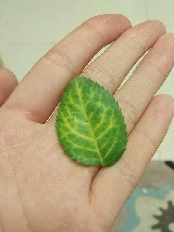美国石竹种子种植方法