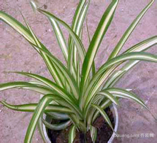 青瓜种植方法：掌握要领，收获丰硕