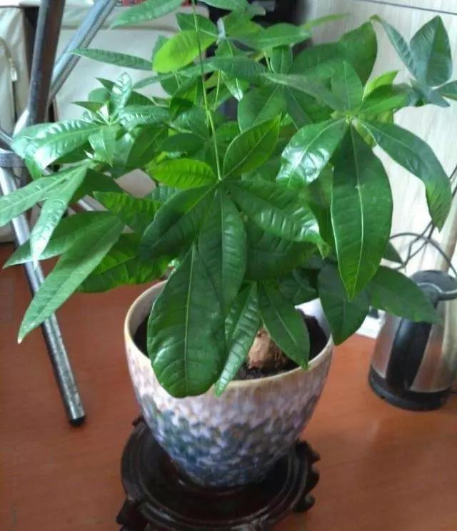 盆栽桂花春天如何养 - 植物养殖园丁指南