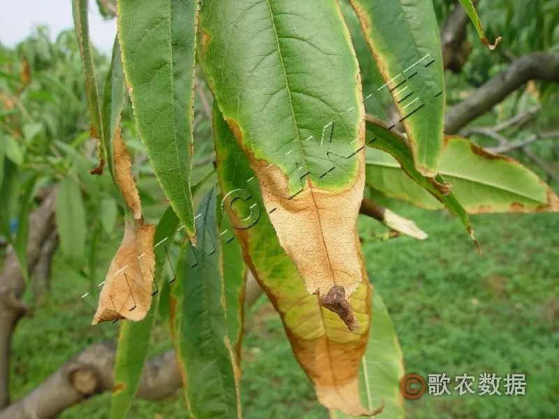 玻璃翠的养殖方法和注意事项