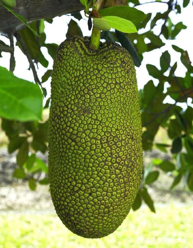 空心菜播种方法：掌握要领，轻松种植绿色佳肴