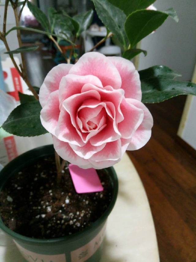 生姜种植时间和方法：掌握要领，丰收在望
