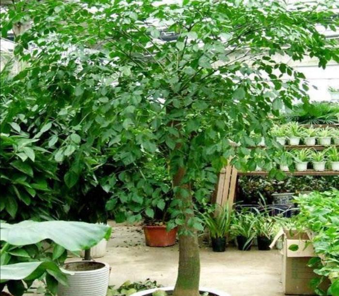垂盆草夏季可以扦插吗？——揭秘垂盆草的繁殖技巧
