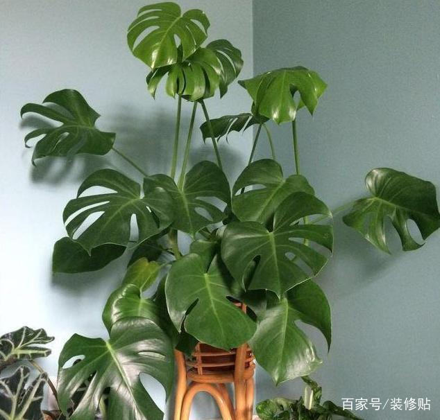 水产养殖蓝藻处理方法