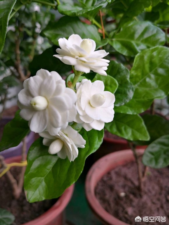 太阳花怎么种植方法：掌握要领，让你的花园充满阳光