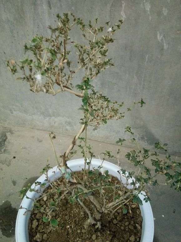 盆栽荷花用藕种植方法