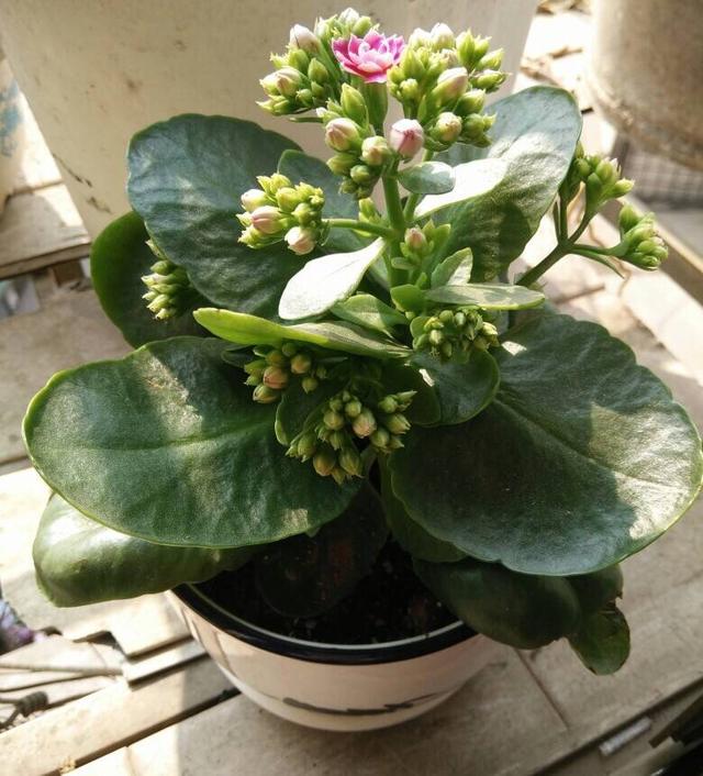 李子育苗方法：掌握技巧，培育优质苗木