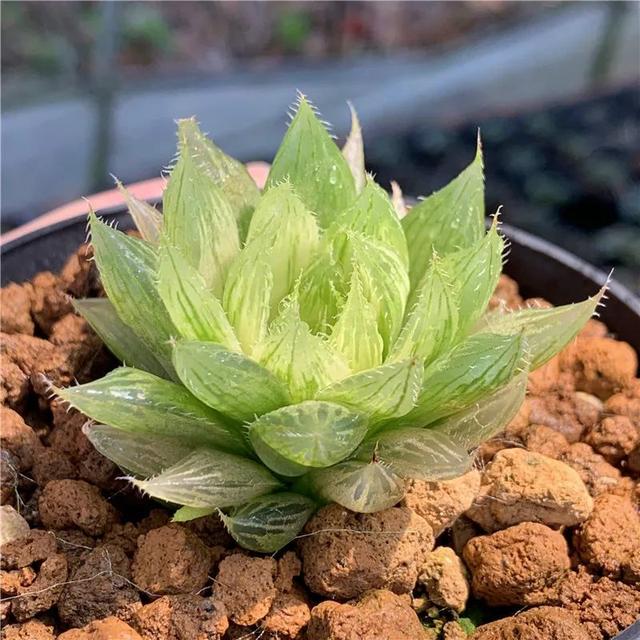 葫芦种植方法：掌握技巧，收获丰硕