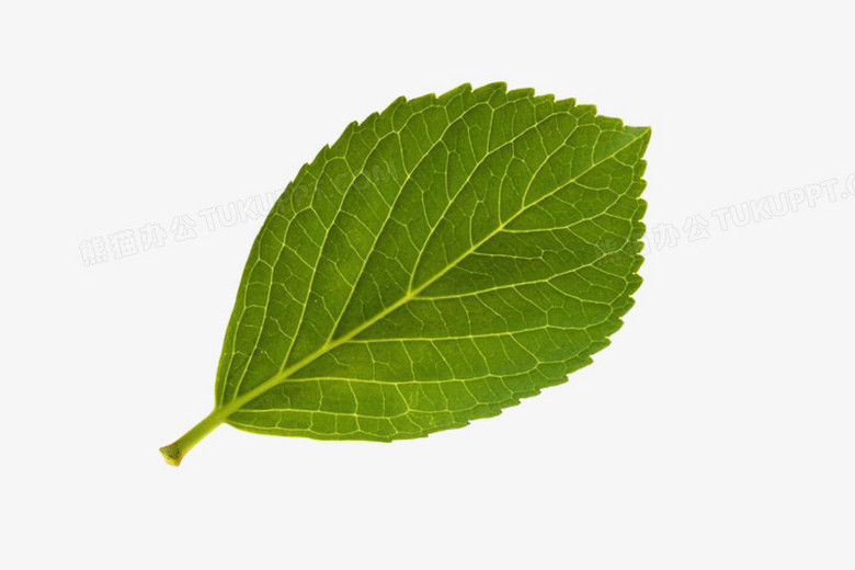 盆栽荔枝怎么种：打造家中荔枝园的终极指南