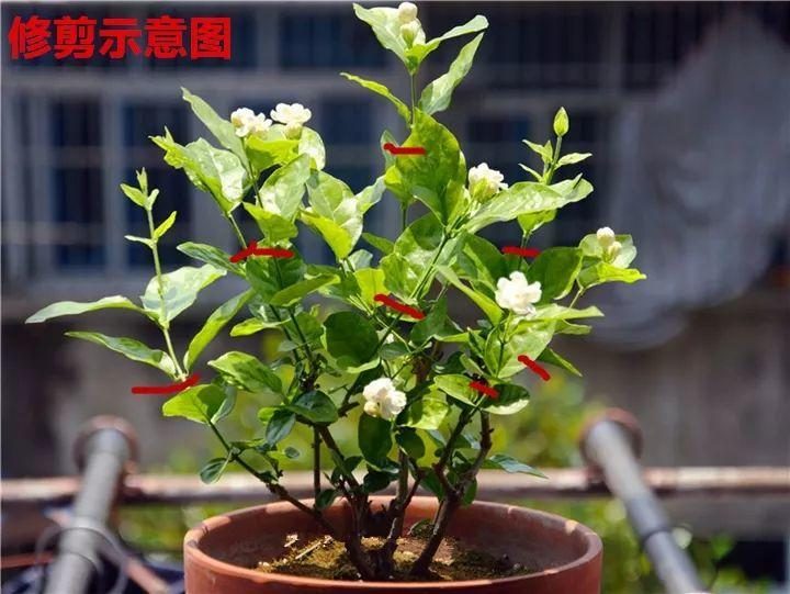阳台姜的种植方法