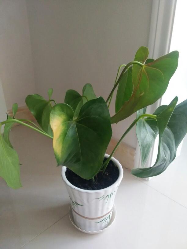 百日草种植方法：掌握技巧，让你的花园繁花似锦