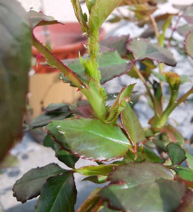 雏菊切花扦插：掌握技巧，轻松繁殖美丽花卉