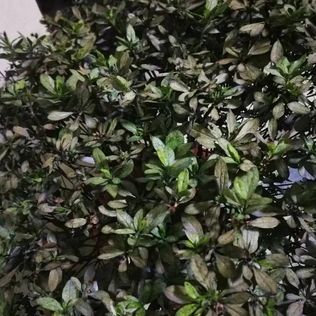 蝴蝶兰的繁殖方法和注意事项