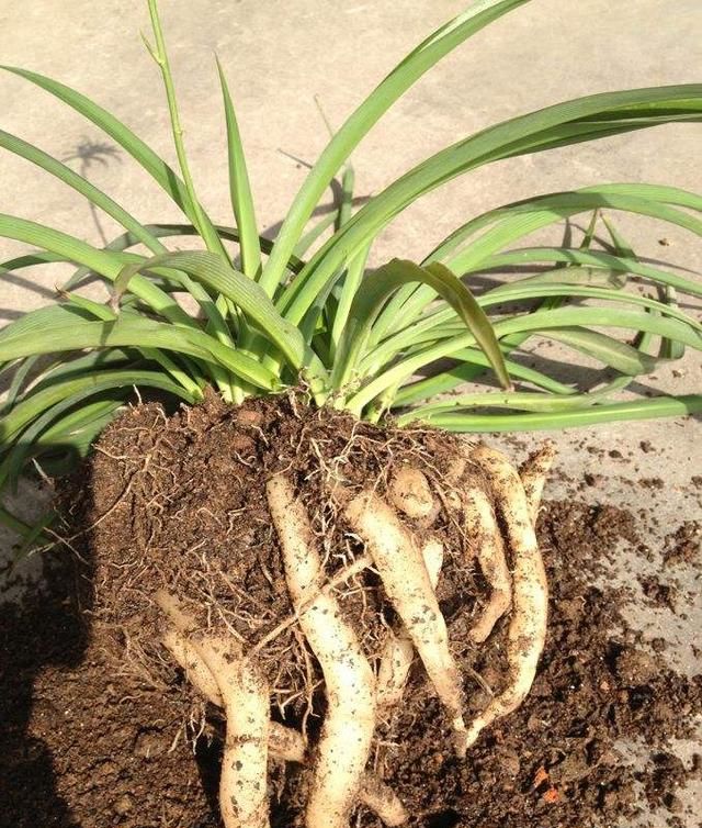 铁树怎样种植方法
