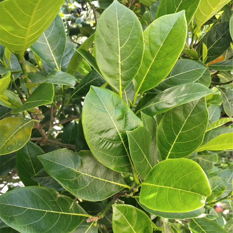 大花惠兰盆栽：养护要点与鉴赏之美