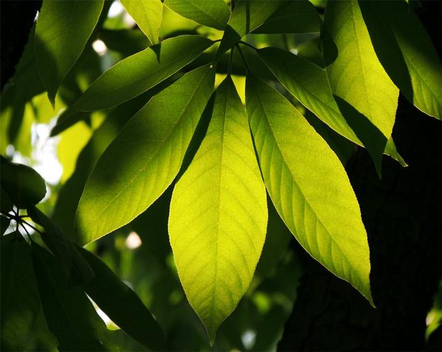 龙虾缺氧怎么处理方法：确保水族箱内龙虾健康生存的关键