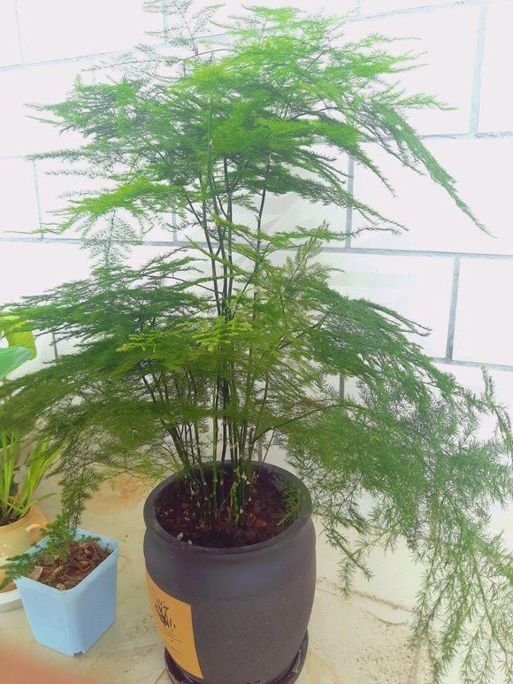 巴西木的扦插方法图：详解繁殖技巧