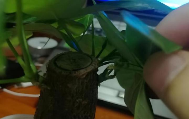 百合花盆栽的养殖方法