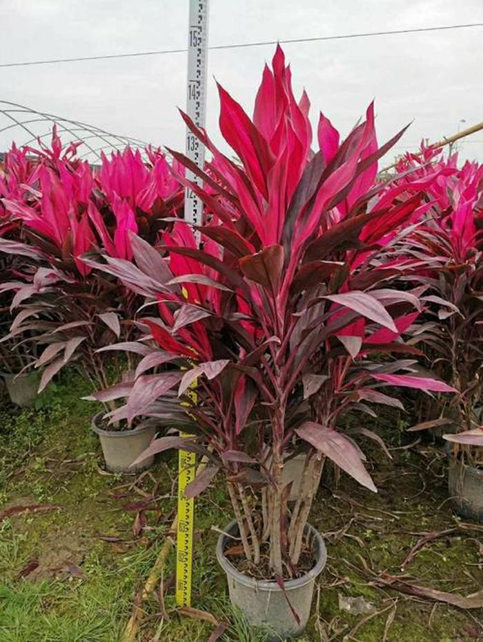 彼岸花种植方法：揭开神秘花语的养护秘密