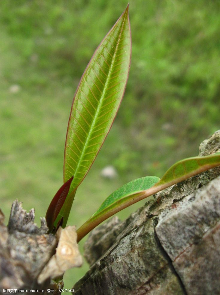 生菜的种植方法：家庭菜园新手的指南