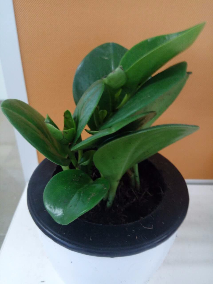 草梅种植方法视频：掌握要点，轻松种植美味果实