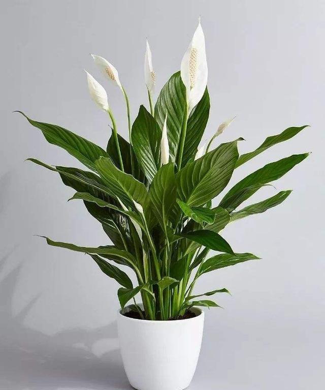 盆栽植物名字：探索园艺世界的新成员