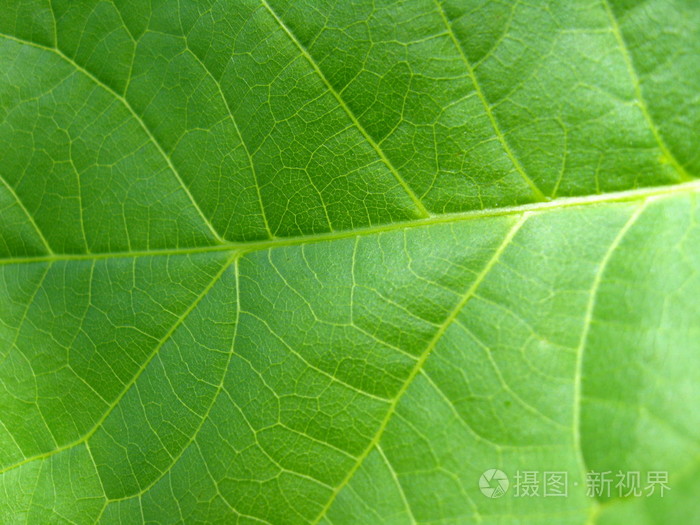 仙人掌盆栽怎么养：全方位养护指南