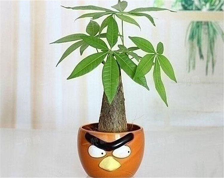 如何种柚子盆栽：家庭种植指南