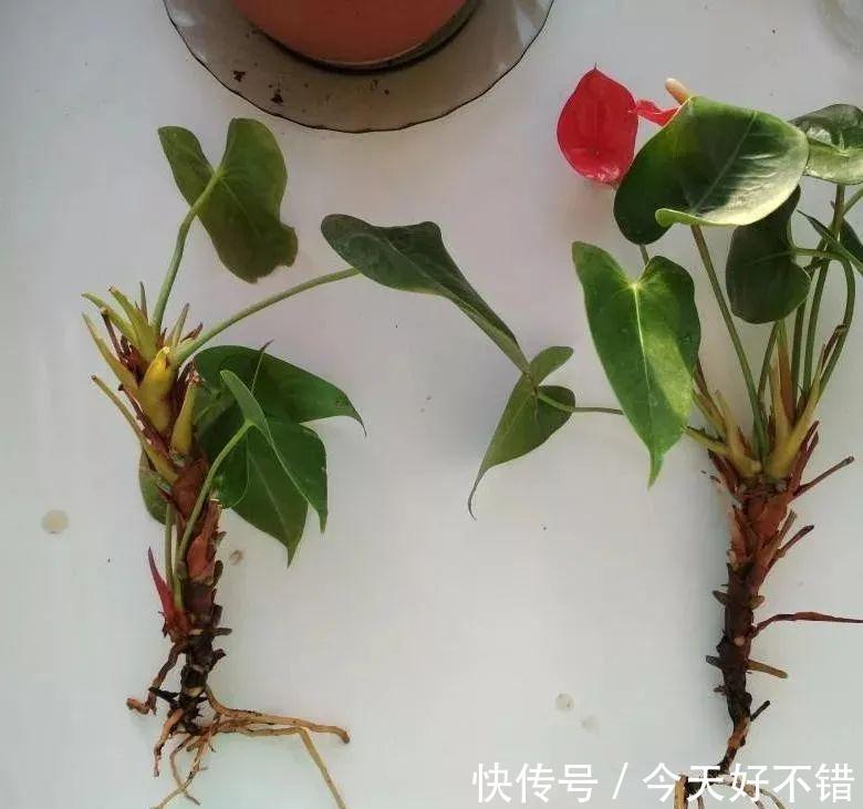 盆栽桂圆树：养护指南与技巧