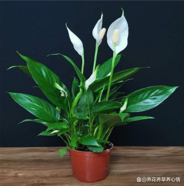 樱花扦插方法：掌握技巧，让樱花绽放于你的庭院