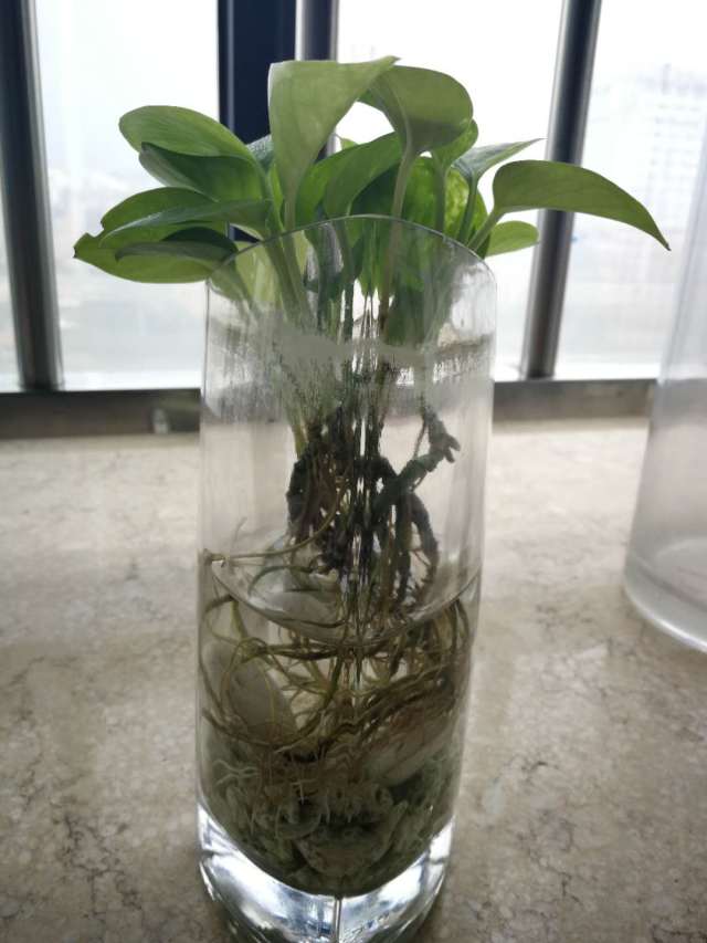 冬青盆栽大全：养护技巧与品种介绍