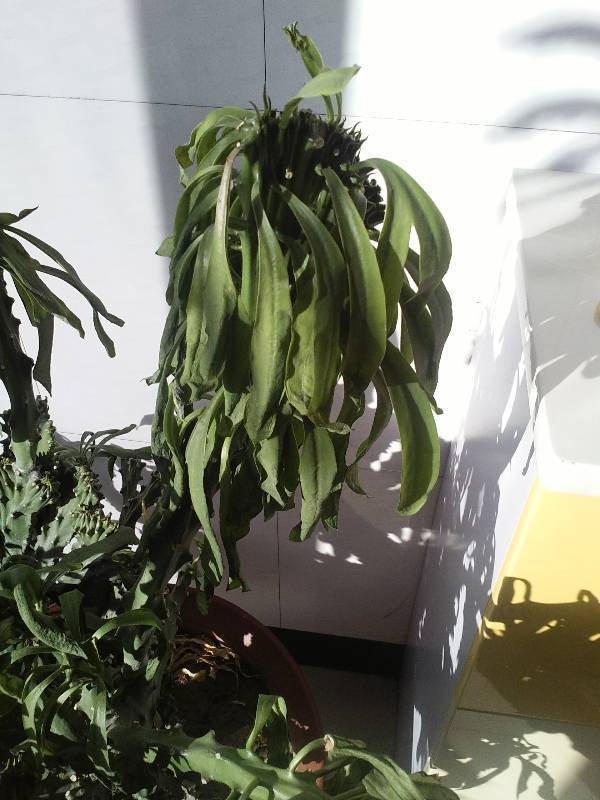鲜切花帝王花水养方法