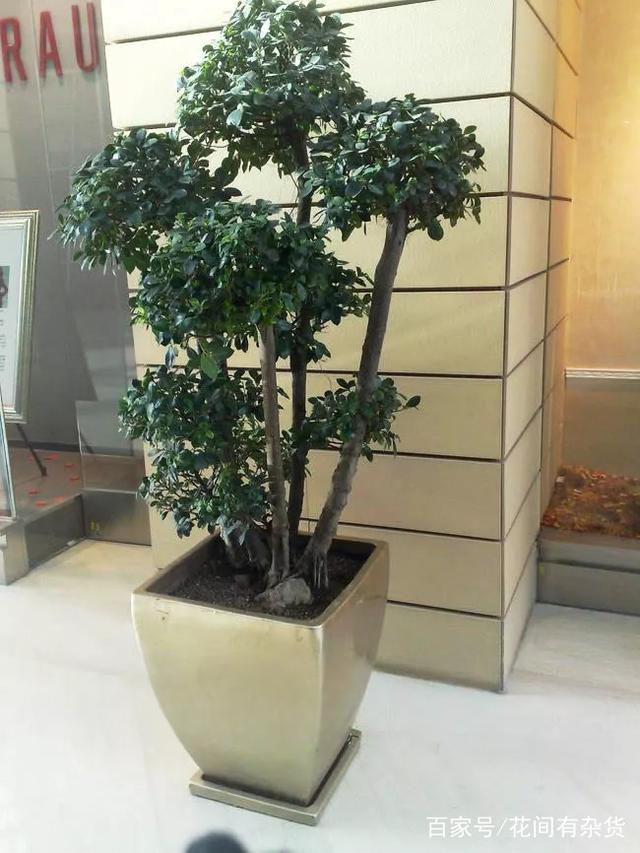 参榕树的养护方法