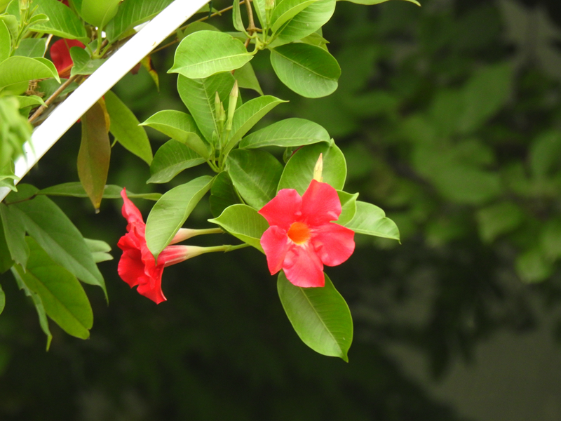 茶花扦插：掌握技巧，让你的花园增添色彩