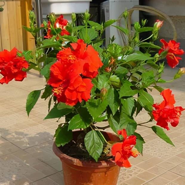 盆栽迎春花的养殖方法