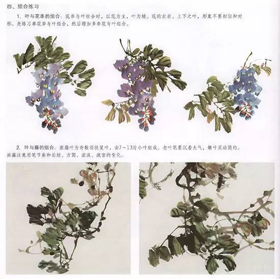 发财树的扦插方法：培育绿色财富的秘诀