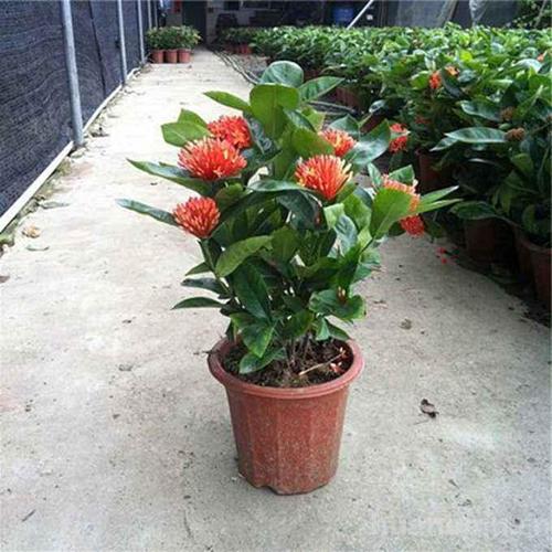 梅花养殖方法