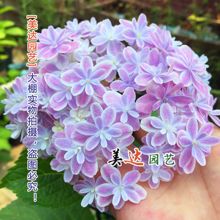 空心菜种子种植方法：家庭种植指南