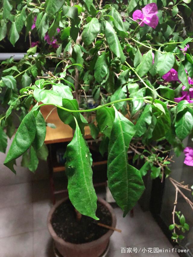 种菌菇怎么种植方法：家庭种植指南