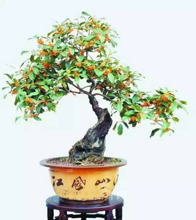栀子花的扦插视频：掌握技巧，轻松繁殖美丽栀子花
