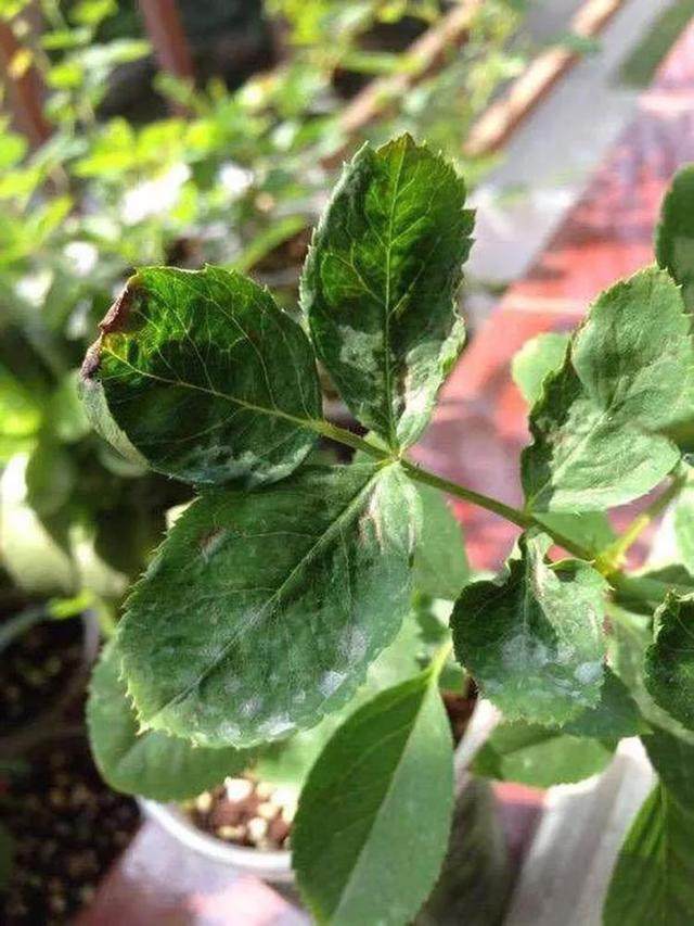 花卉麒麟的养殖方法