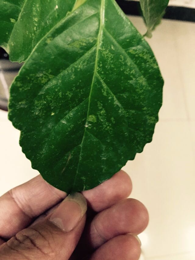 养殖方法和注意事项