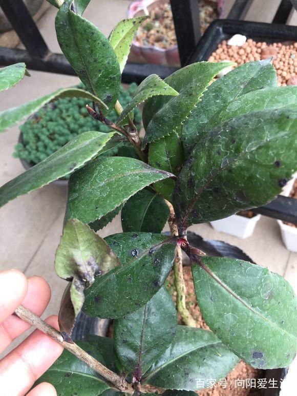 爬藤牵牛花的种植方法