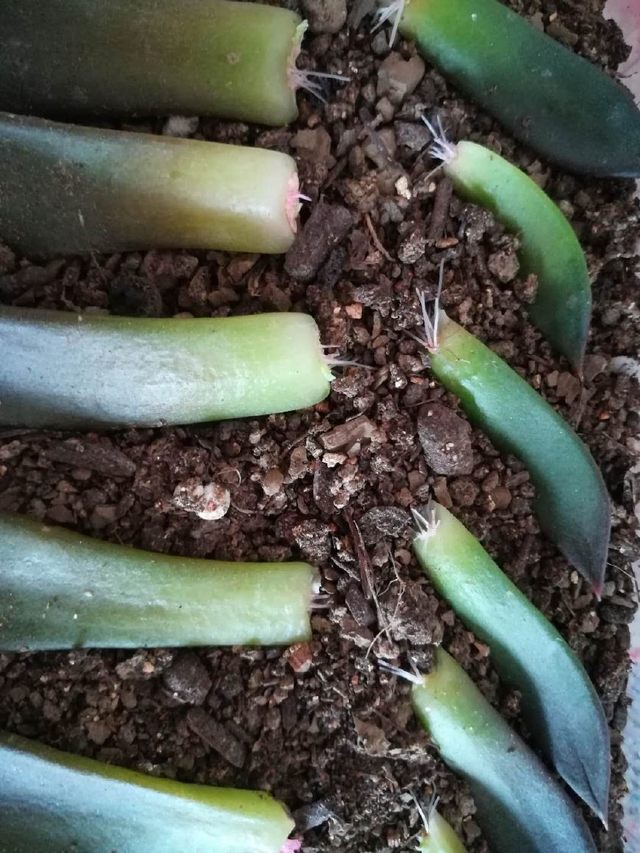 红小豆怎么种植方法：详解种植步骤与技巧