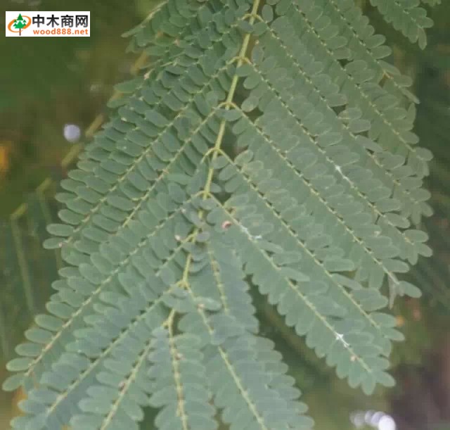 山药种植新方法：提高产量与品质的技巧
