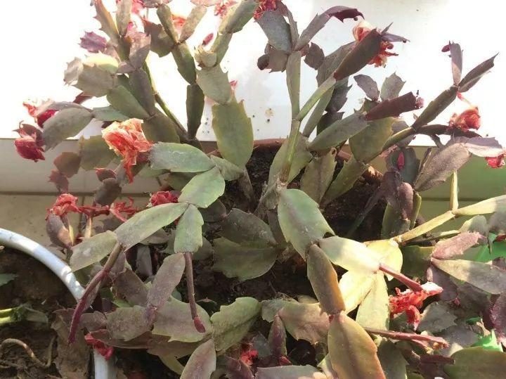黄豆的种植方法和时间：掌握要领，丰收在望