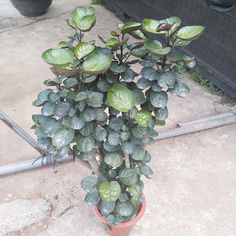 盆栽桂花移栽庭院：打造私家花园的香气盛宴
