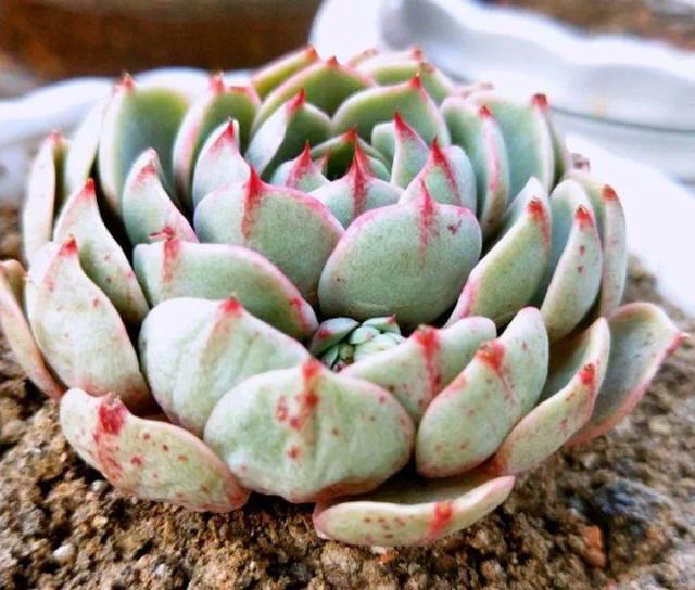 茵种植方法：掌握关键技巧，让茵草茁壮成长