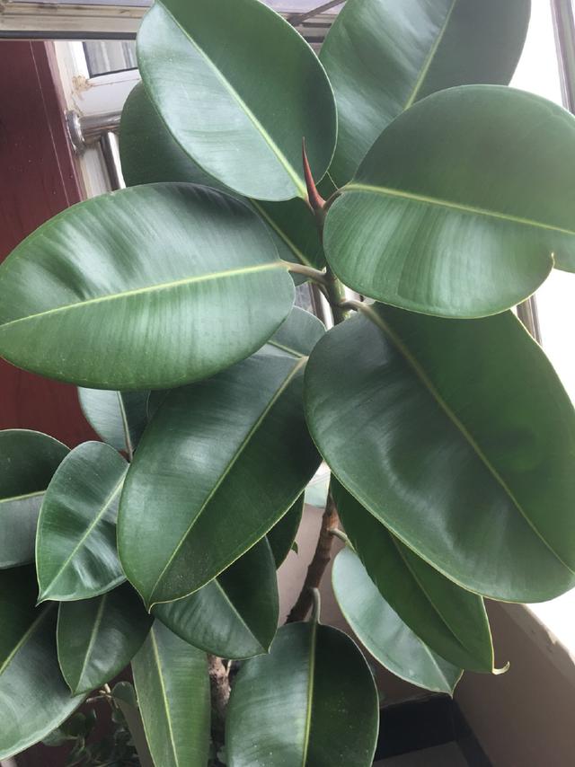 大丽花含蕾扦插：繁育技巧与养护指南