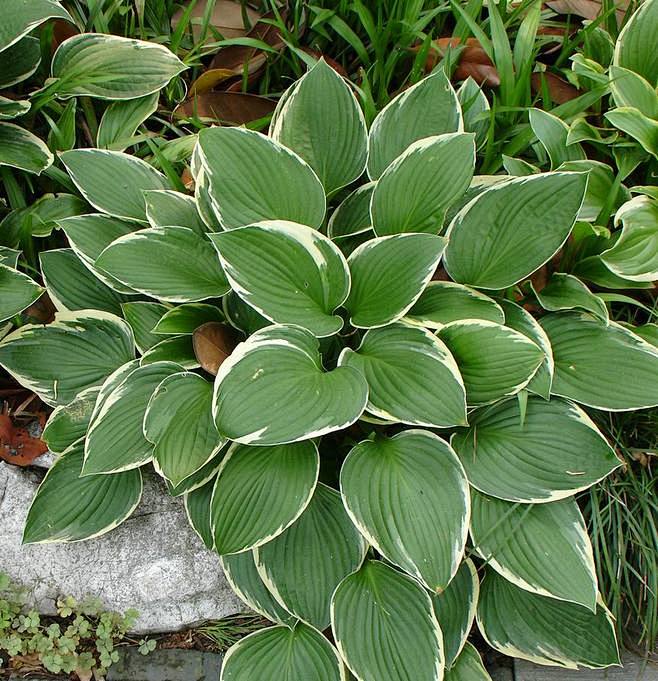 紫花苜蓿的种植方法